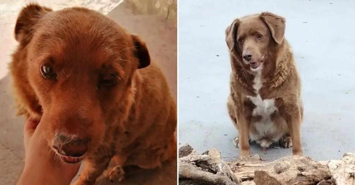 World's Oldest Dog, Dead at 31: Pooch Only Ate 'Human' Food