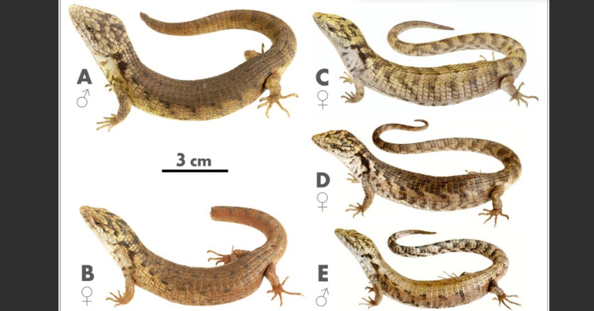 Alligator-Like Lizard Found in Mexico Treetops After 7-Year Quest