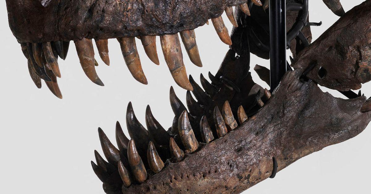 New Dinosaur Dethrones T-Rex As Ancient Apex Predator