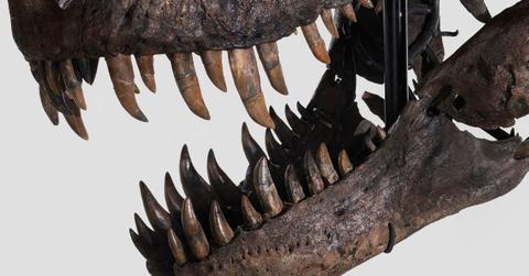 New Dinosaur Dethrones T-Rex As Ancient Apex Predator