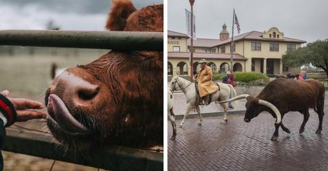 beeftongue cattledrive