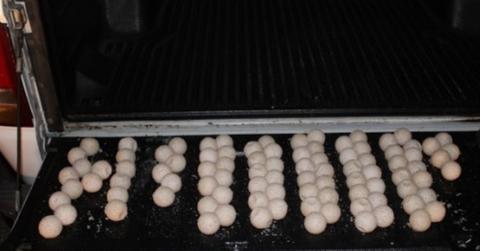 eggs_ florida fish and wildlife conservation commission