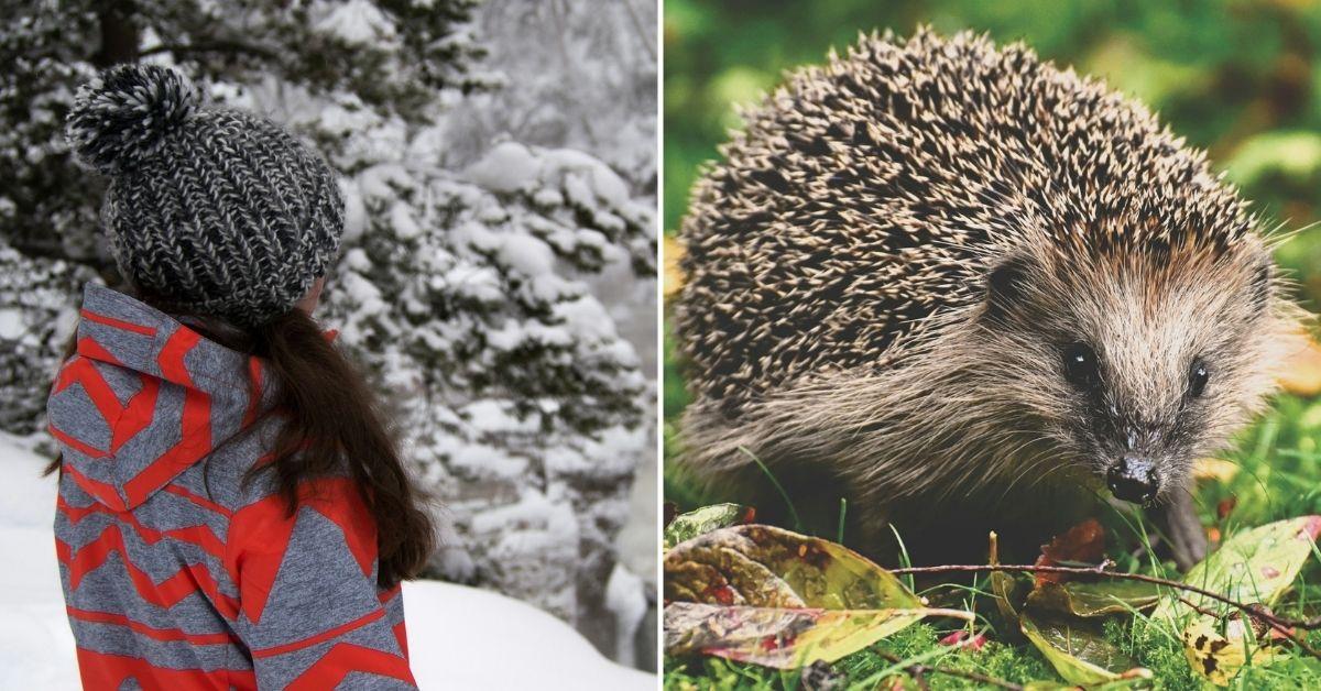 Good Samaritan's Hedgehog Rescue Turns Out to be a Hat PomPom