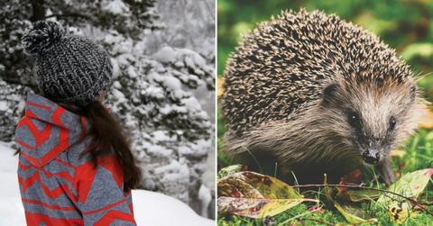 Good Samaritan's Hedgehog Rescue Turns Out to be a Hat Pom-Pom
