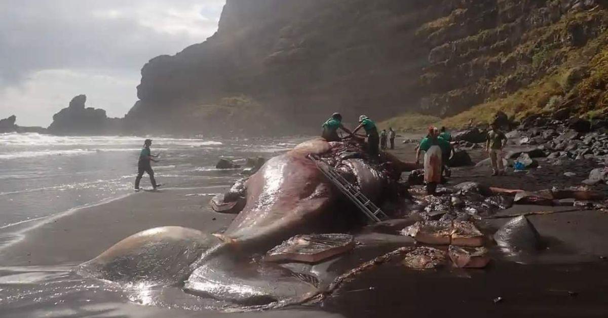 Lump of 'Liquid Gold' Found Inside Beached Sperm Whale