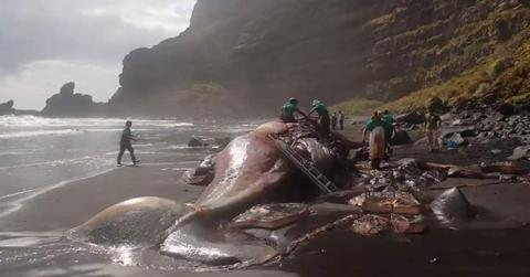 Lump of 'Liquid Gold' Found Inside Beached Sperm Whale