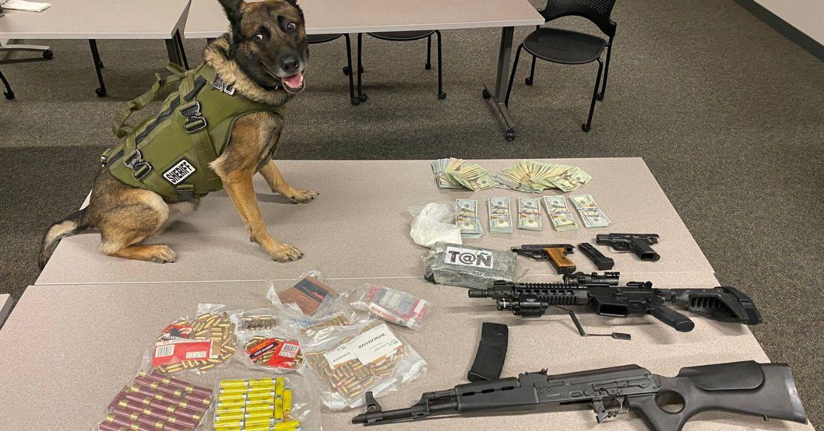 duke wonder dog sniffs out drugs cash california arrest