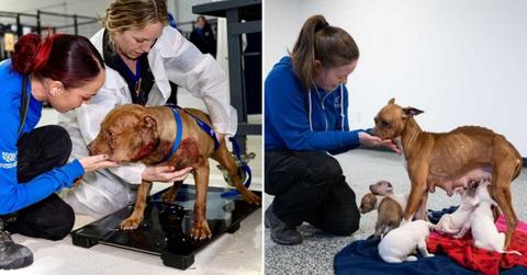 Alleged Dogfighting Ring: 120 Dogs Seized from New Jersey Compound