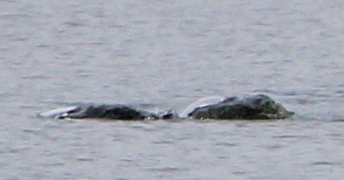 Photo Described as 'Most Exciting Ever' Sighting of Loch Ness Monster