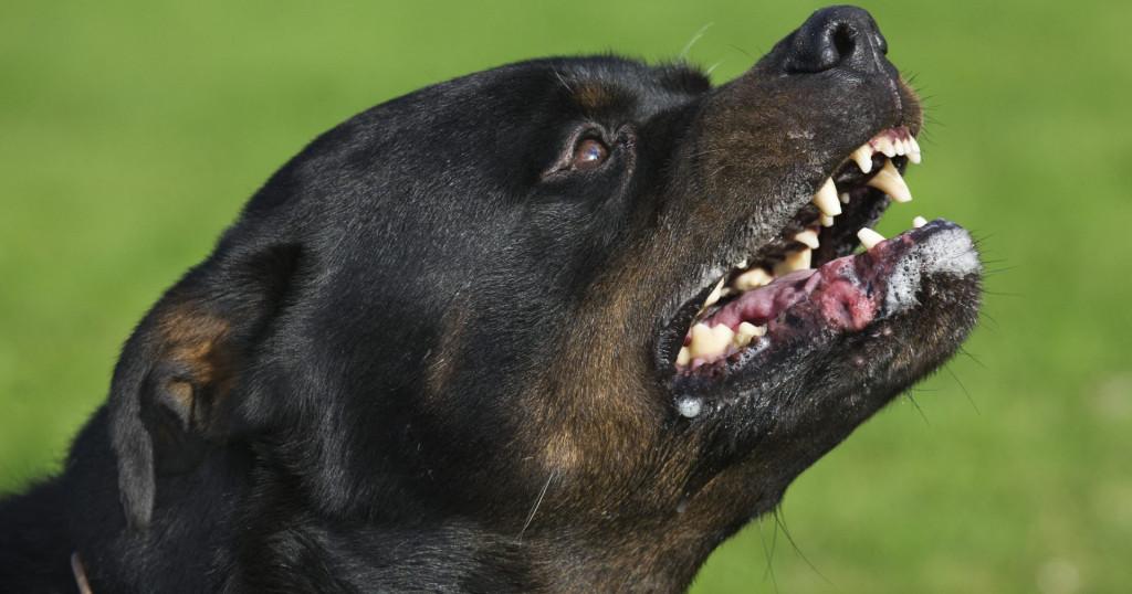 Stoned Rottweiler Mauls His Owner After Eating Pot Gummy