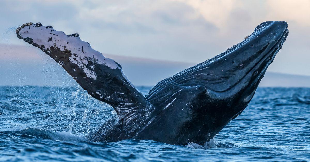 Humpback-Human Conversation May Help Decode Alien Messages