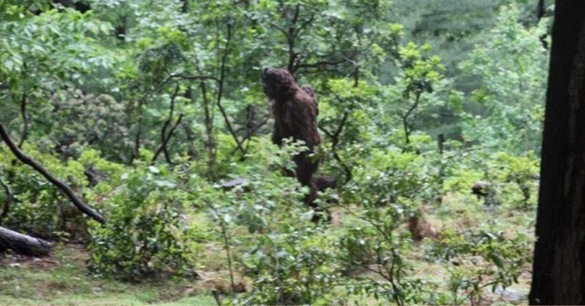 Female Bigfoot Photographed Carrying Baby on Her Back