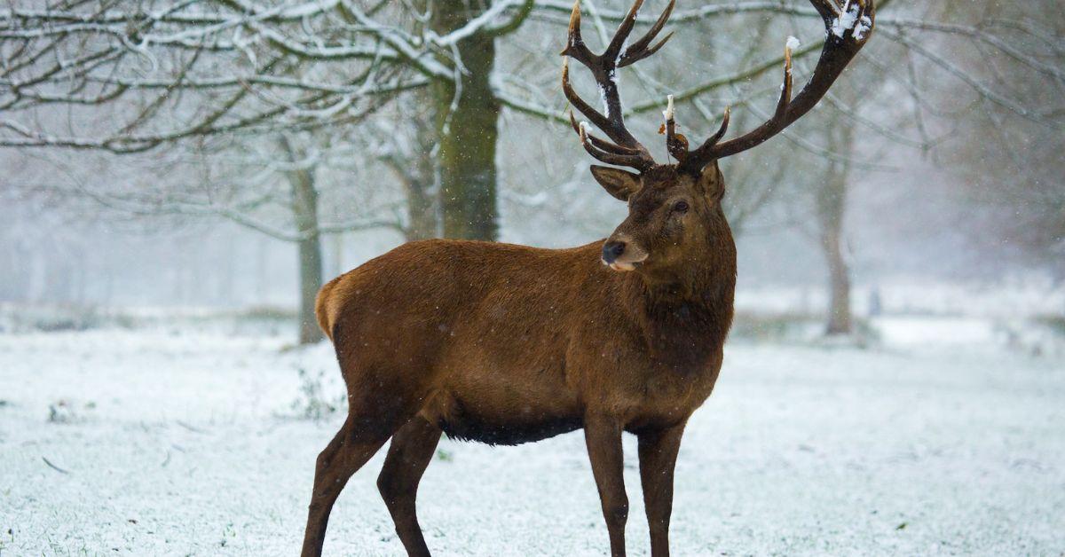 Scientists fear 'Zombie Deer Disease' Could Spread to Humans