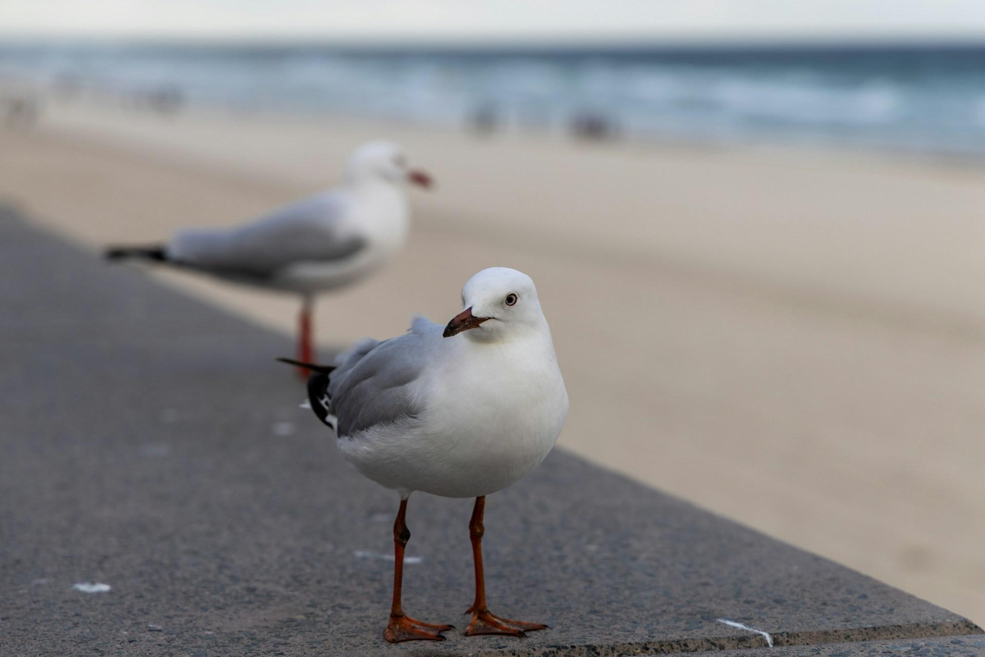 NJ Man Accused of Decapitating Seagull That Stole Daughter's Fries