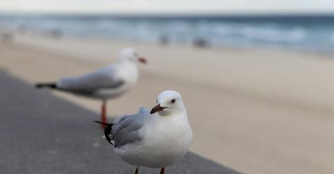 NJ Man Accused of Decapitating Seagull That Stole Daughter's Fries