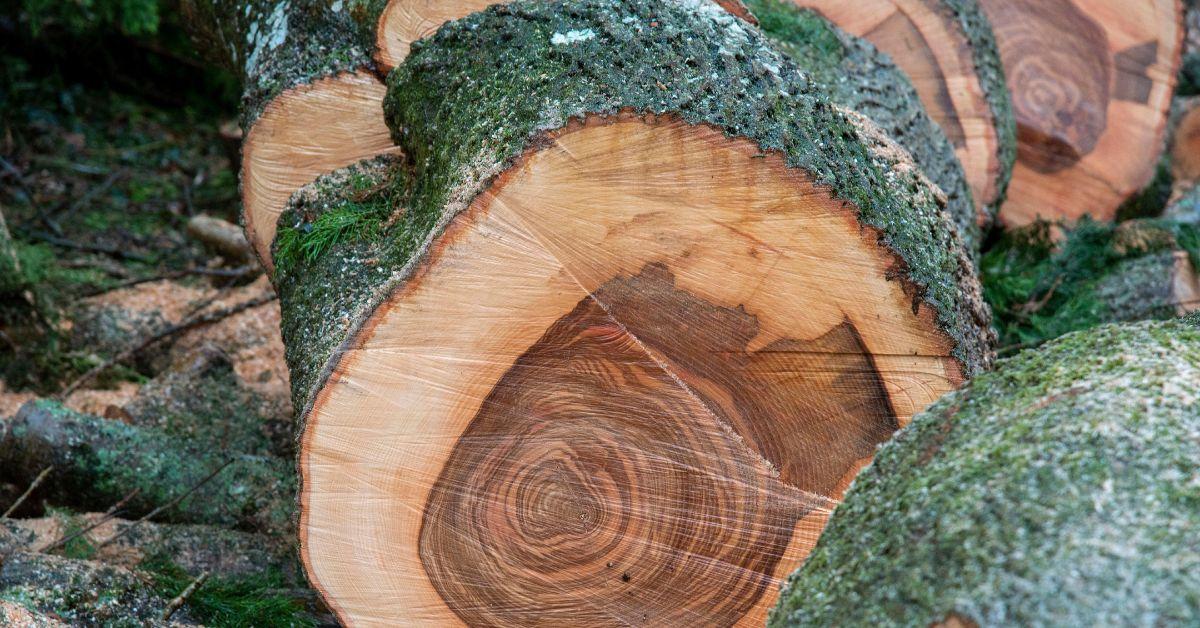 Tree Rings in French Alps Show Signs of Solar Storm Capabilities