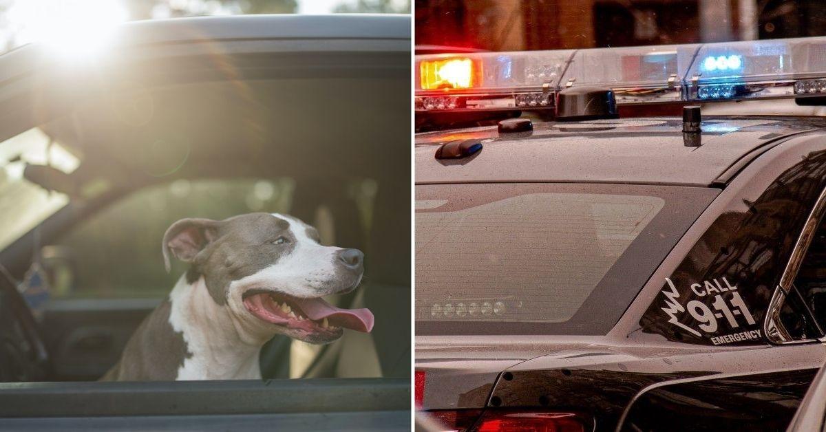 man switching seats with dog colorado dui