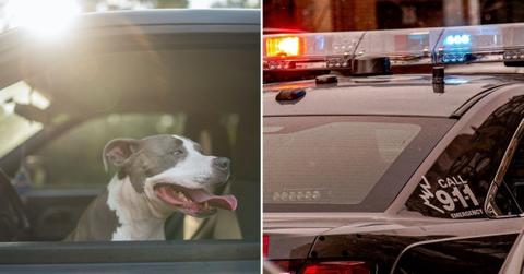 man switching seats with dog colorado dui