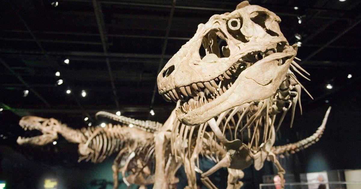 'Hell Chicken' Discovery Offers Insights About Extinction of Dinosaurs