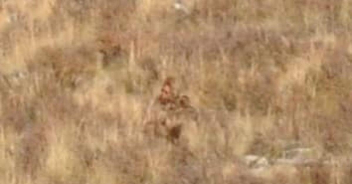 Expert Says Whether Colorado Bigfoot Sighting Was Real