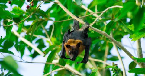 Researchers Say Studying Fruit Bats Could Help Cure Diabetes