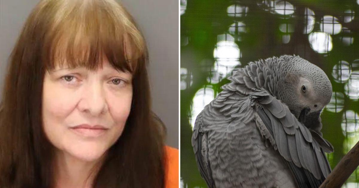 pet parrot shot killed florida woman while drunk