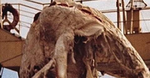 Fishermen ‘Dredged Up Dinosaur’ Called ‘Nessie’ Off New Zealand Coast