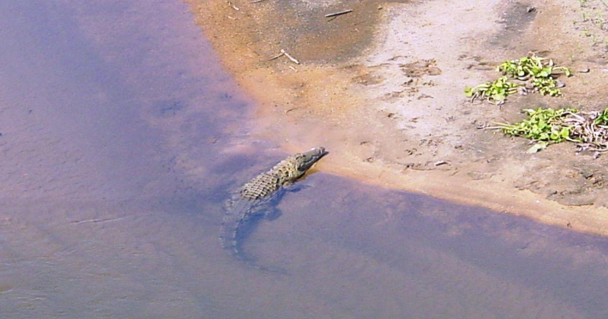 Couple found dead at a crocodile invested river in Kruger National Park after possible encounter with poachers