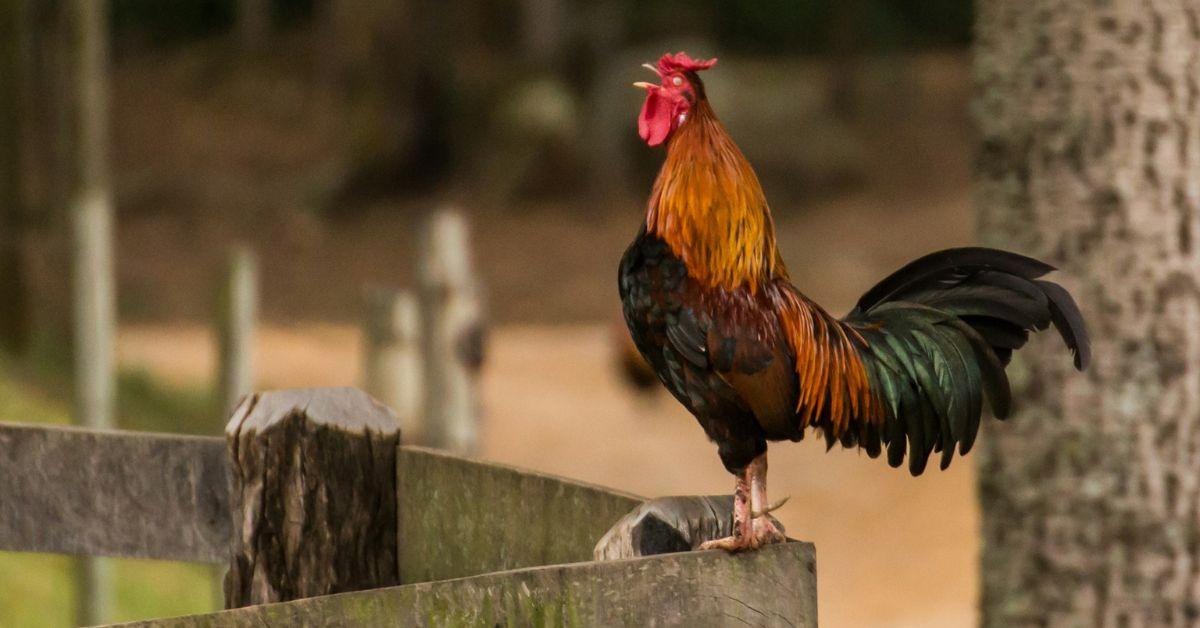 Washington Police Shoot and Kill 64 Cockfighting Roosters