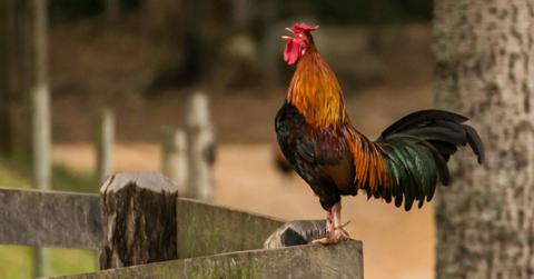 Washington Police Shoot and Kill 64 Cockfighting Roosters