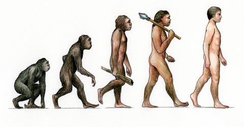 Why Don't Humans Have Tails? DNA Mutation to Blame: Study