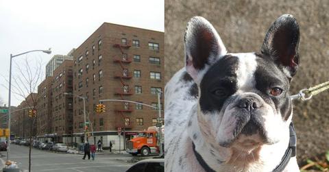 3 stabbed after fight erupted over a bulldog peeing in neighbours lawn in Queens