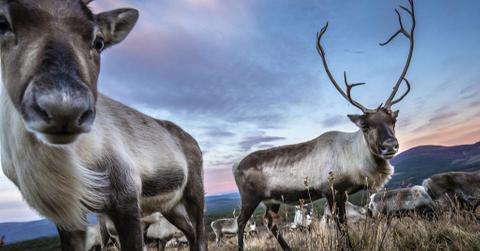10,000-Year-Old Stone Wall Used to Herd, Kill Reindeer