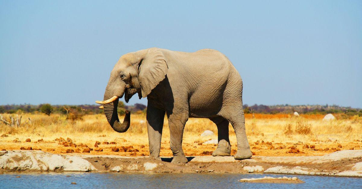 Elephants Use Unique 'Names' to Call Each Other, Scientists Discover