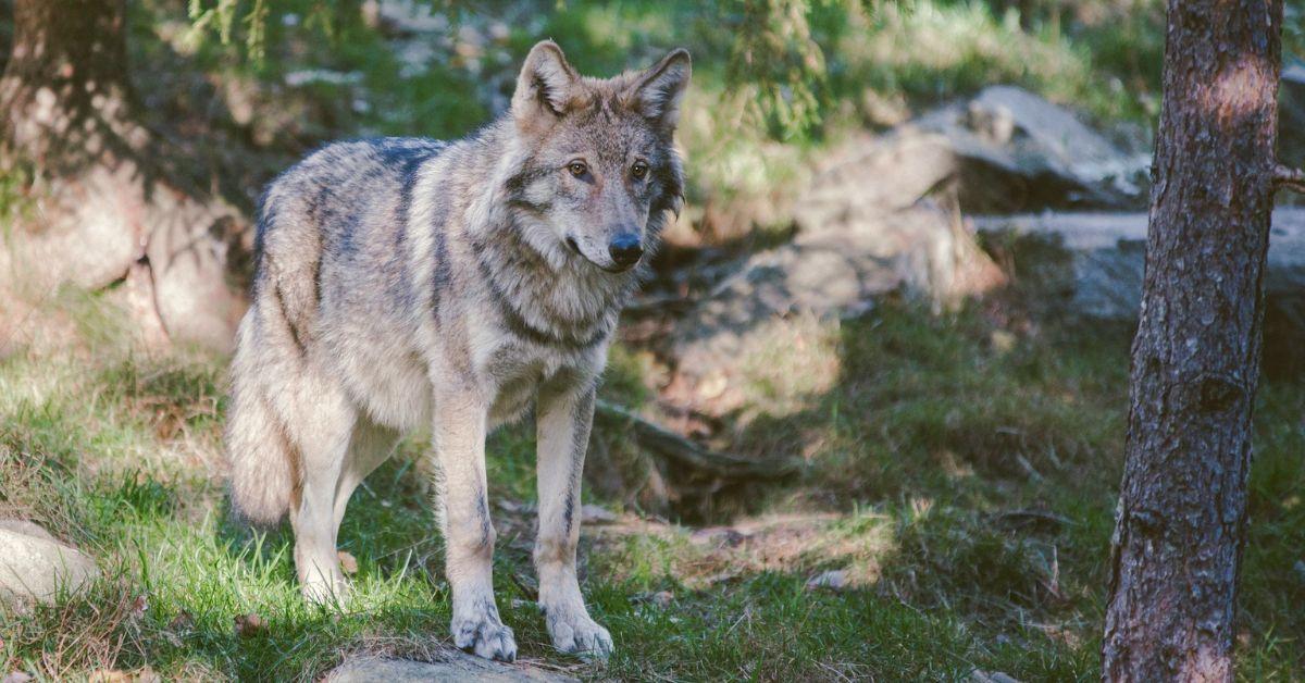 Gray Wolf Killed in Michigan Despite Species Absence for 100 Years