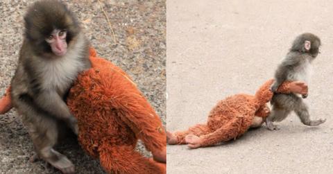 A man broke into the enclosure of Punch the monkey