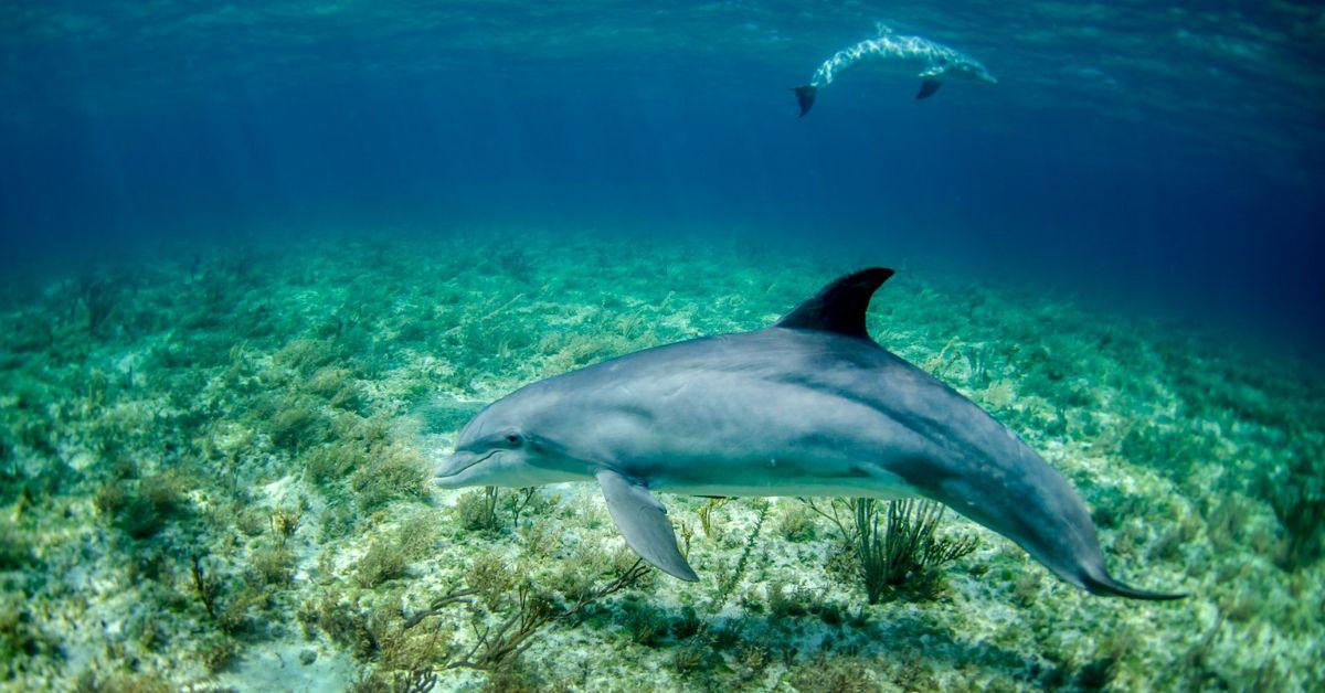 16-Million-Year-Old Fossilized River Dolphin Skull Found in Peru