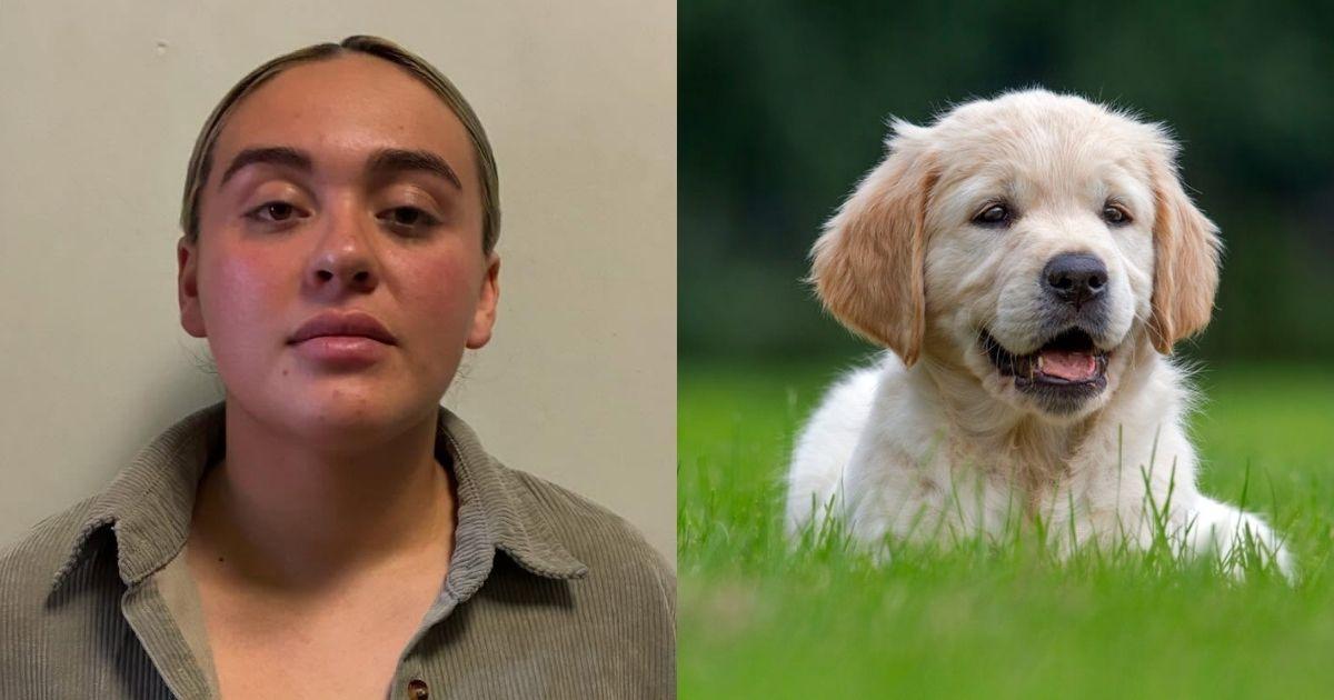Suspect accused of animal cruelty after carrying out unlicensed veterinary surgeries    
