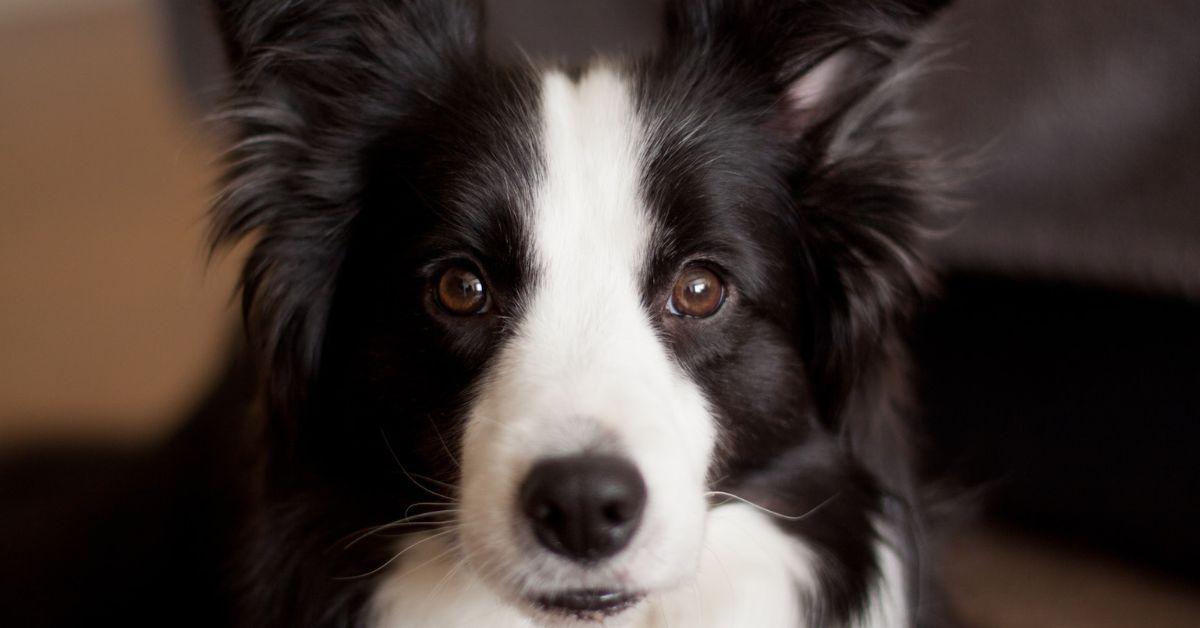 Is Your Dog Gifted? Study Shows How to Find Out