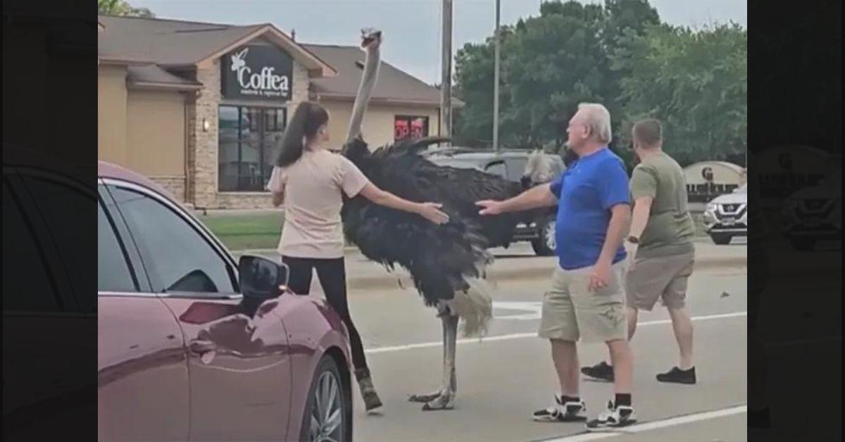 Ostrich Causes Chaos in Sioux Falls Before Being Caught