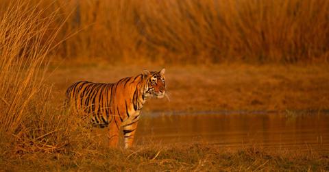 Rare 'Golden' Tiger in India Raises Alarm Bells