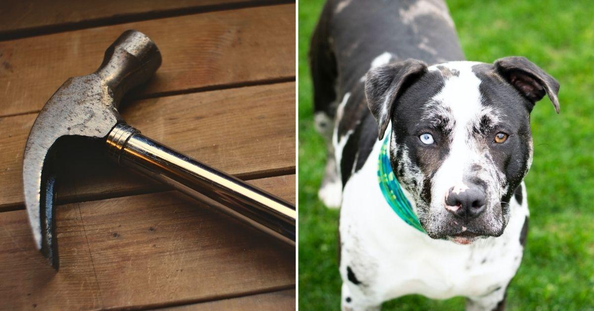 california woman assaulting boyfriend pit bull frying pan