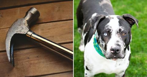 california woman assaulting boyfriend pit bull frying pan