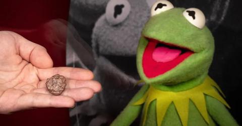 270-Million-Year-Old Fossil Named for Kermit the Frog