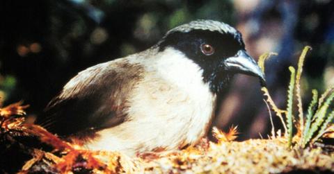 More Species Vanishing in Hawaii Than Any Other State