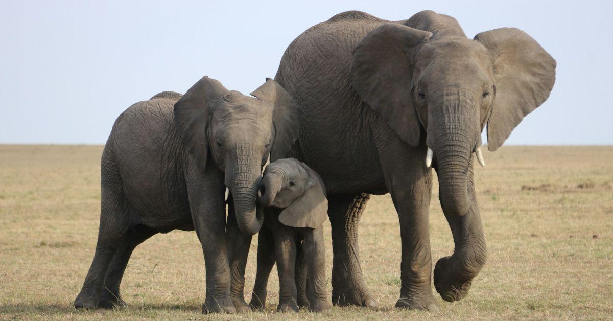 Elephants Use Unique 'Names' to Call Each Other, Scientists Discover