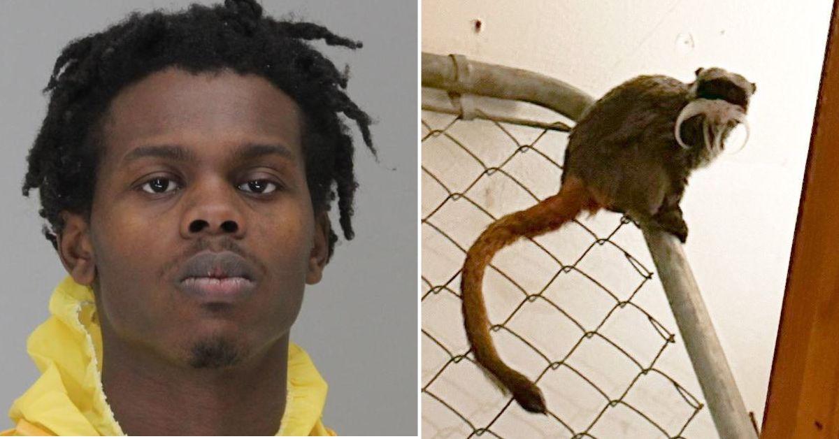 dallas man stole two monkeys from zoo will do it again