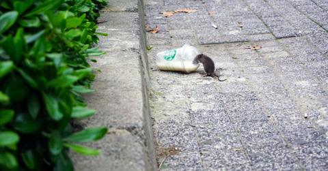 NYC Health Officials Warn Of Spike In Sickness Due to Rat Urine Exposure