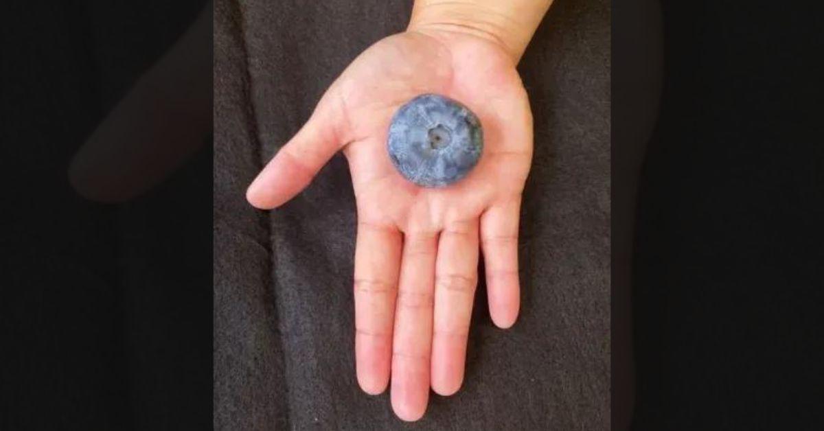 Blueberry Breaks Records, Sized Like a Golf Ball