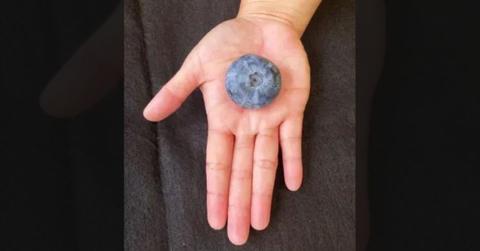 Blueberry Breaks Records, Sized Like a Golf Ball